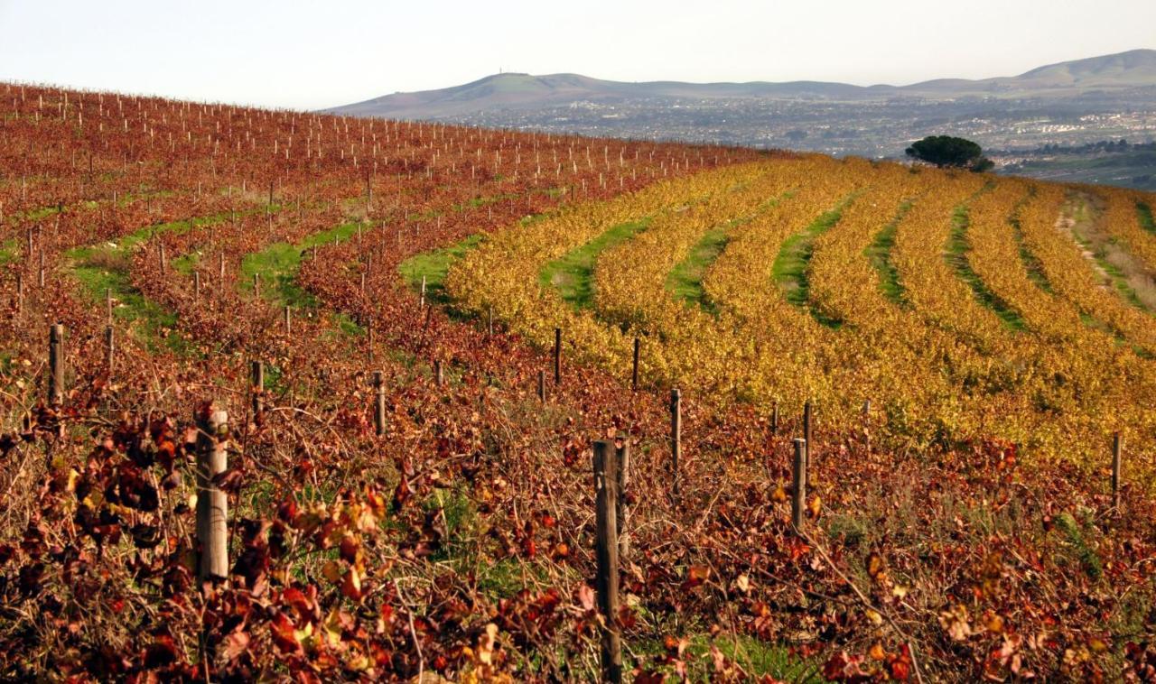 스텔렌보스 Mooiplaas Wine Estate 아파트 외부 사진