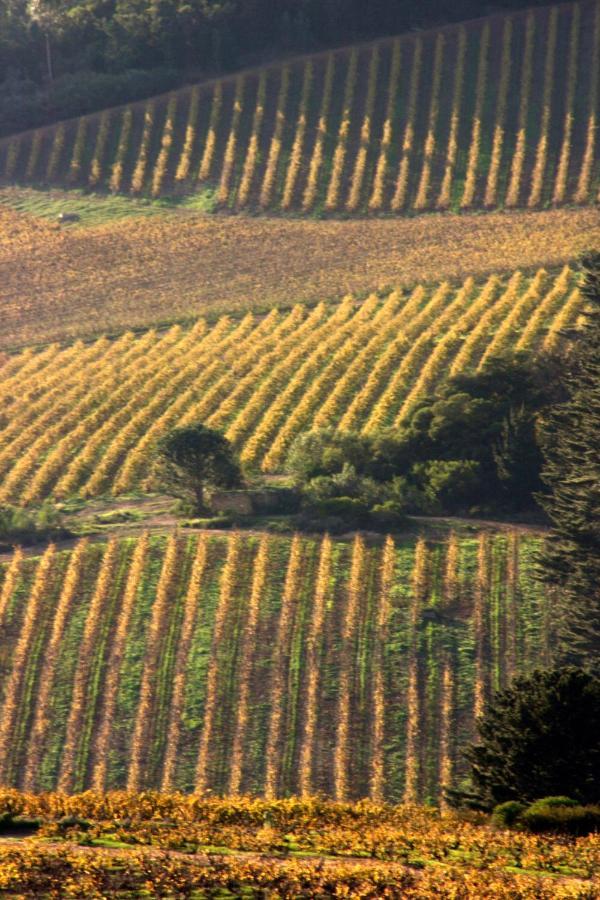 스텔렌보스 Mooiplaas Wine Estate 아파트 외부 사진